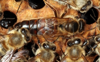 Bienenkönigin umgeben von Arbeiterinnen